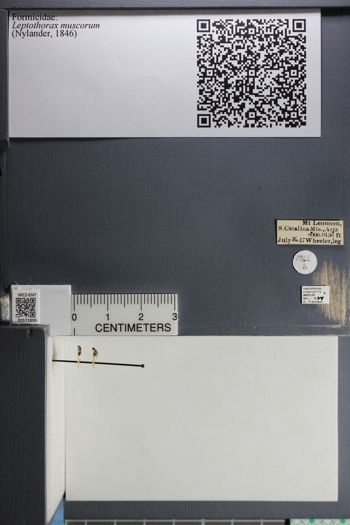 Media type: image;   Entomology 572895